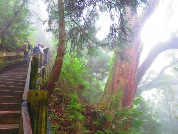 【新竹】觀霧迷幻森林：檜山巨木群步道1111977