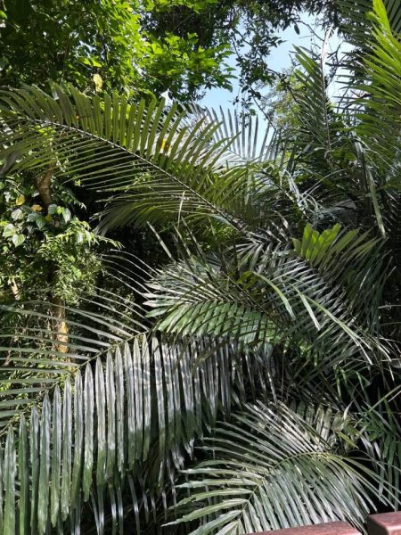 ［竹山］瑞龍瀑布步道  竹山第一美瀑之稱2909724