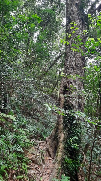 《新竹》斷崖神木｜北得拉曼步道小P繞202510172917543
