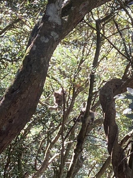 114.11.16 北得拉曼追黃金山毛櫸2937867