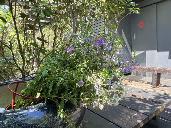 《五指山古道 × 石盤瀑布 × 友蚋山南峰 × 柯子林天然泳池｜尋訪山林古道與靜謐日式庭園》2923015