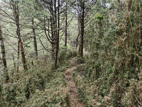 [玉山尋寶任務-08/12] 2025_0824 鹿林山步道_鹿林前山2870922