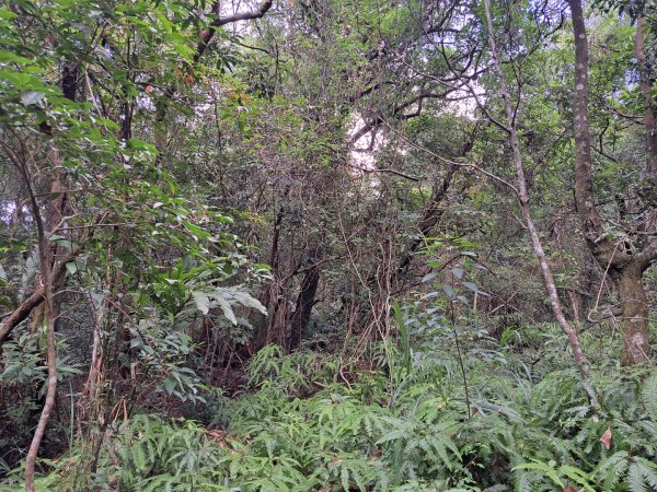 小百岳集起來大崙頭尾山親山步道3127351