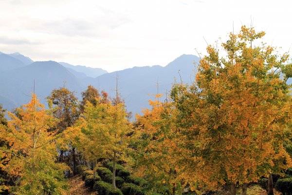 【南投~仁愛】清境農場賞銀杏落羽松楓紅1209043