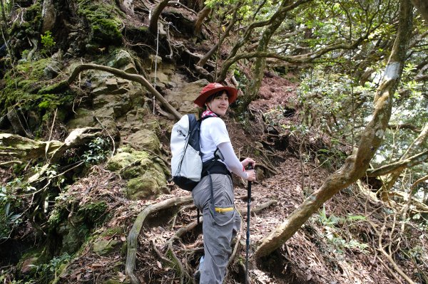 【高島縱走】走進六星級柳杉森林，一日高台山與島田三山3112915