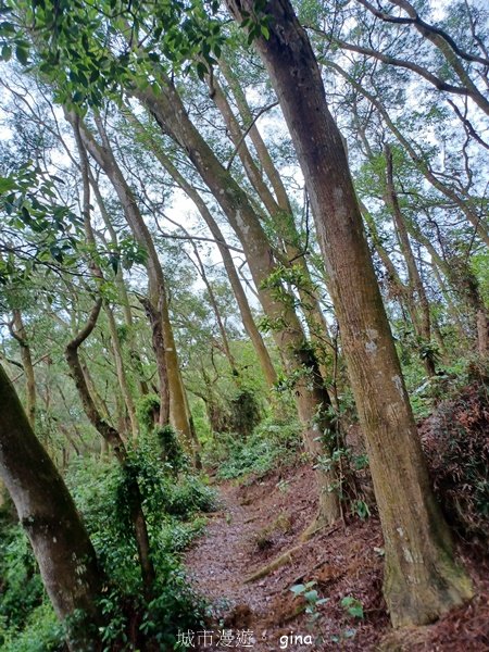 【台中霧峰】低海拔生態林相悠美。 奧山步道、桐林花廊步道、樟樹林步道、北坑溪步道O繞2570483