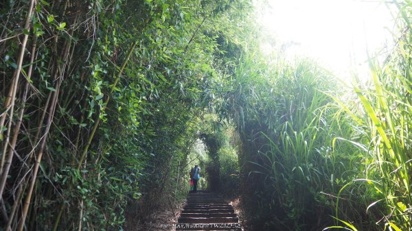 《台中》貓仔龍貓｜后里鳳凰山觀音山登山步道O繞202505042777235
