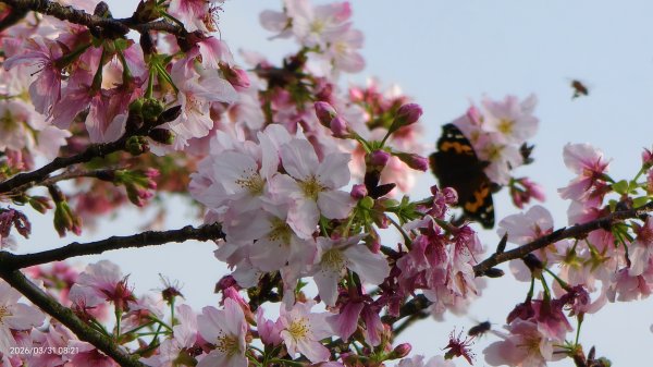 #大鳳蝶 (雌無尾) #綠繡眼 #頂湖小鎮 #紫藤 #觀音山 #日出 #天元宮 #吉野櫻 3/313026523