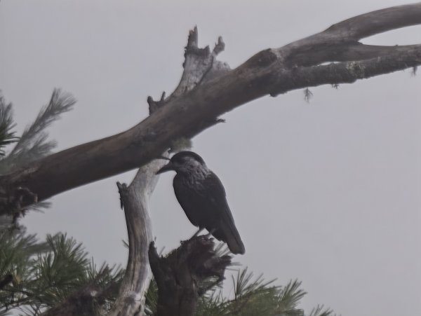 [山海圳_聖山之路_第二段2/4] 2026_0802 星鴉（台灣亞種）封面
