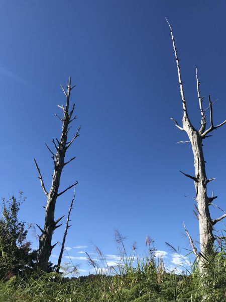 鹿屈山前峰 鹿屈山 水漾森林 林道O走181424