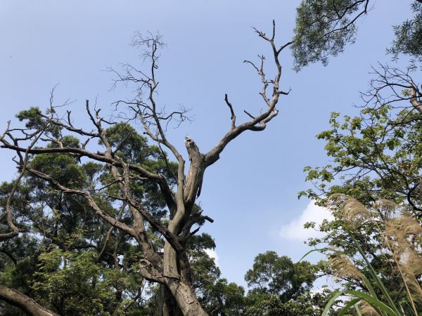 土城火焰山 大暖尖山縱走