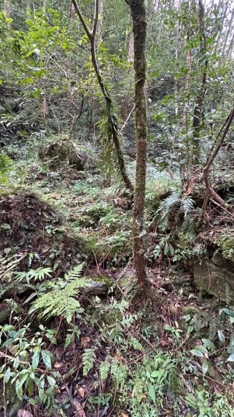 芃芃山西北稜大內台2693941