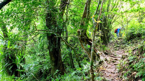 雙溪下坑古道2859486