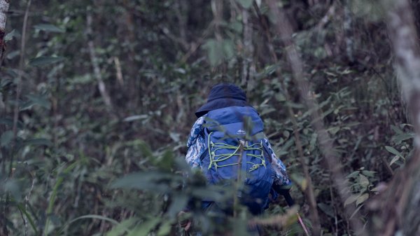 最長最美的谷關七雄步道-東卯山1523153