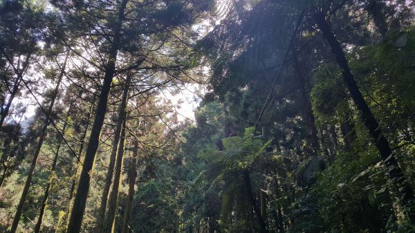 溪頭天文台登山步道 2017 09 11164604