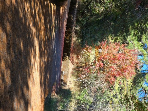 大雪山國家森林遊樂區賞楓／看神木／賞雪白山頭／賞大景2974255