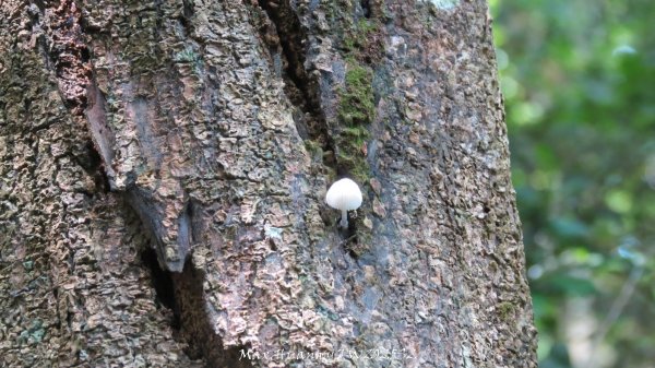 《苗栗》桐花茶園｜四月雪小徑登慈濟山三義山202504272771204