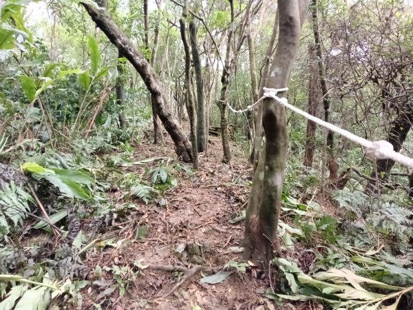 雙溪區艋舺崙古道+新路尾山+大竹林山出雙溪車站2998653