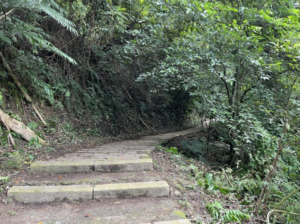 [皮皮獅Hike客任務-08/10] 2024_0831 大分林山步道2586245