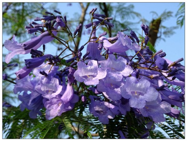藍花楹花開1693102