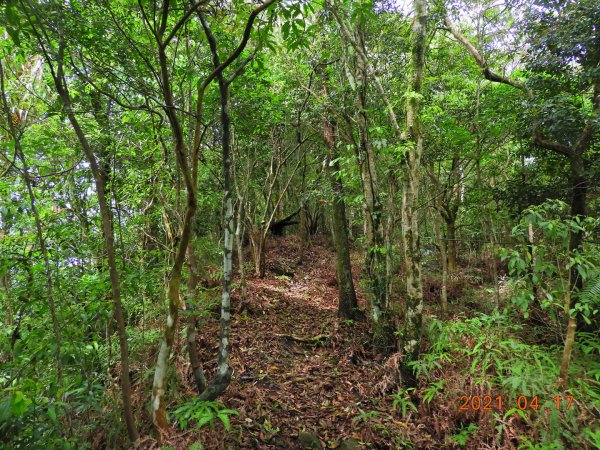 新北 坪林 開眼崙山1352178