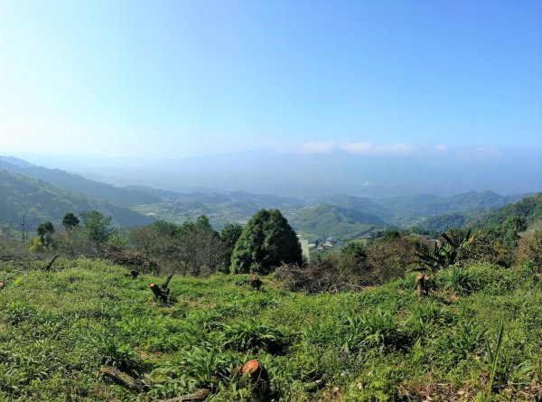 馬那邦山(小百岳#37)登山步道。點點楓紅 2020/12/131425346