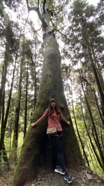 新竹檜山巨木群步道982163