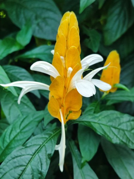 2025台北大縱走二刷2818070