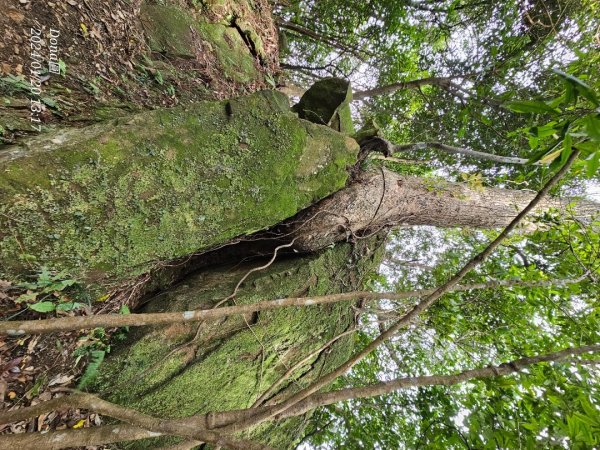 東勢大崙、東勢坑山、觀音湖山O走2986245