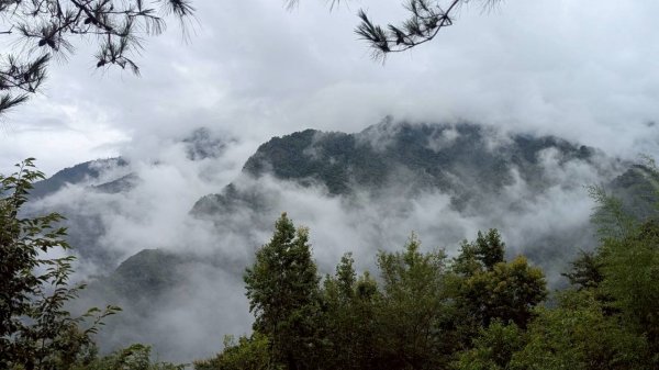 司馬庫斯巨木步道2861079