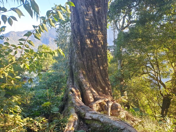 冬瓜山步道與洗水山1560937