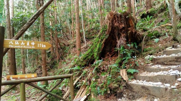 谷關七雄之首➡️八仙山(松鶴上八仙山)302226