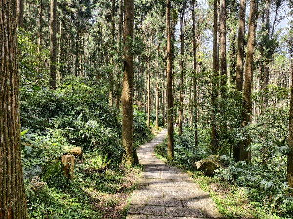 [百山百鳥尋旅-05/15] 2025_0830 溪頭賞鳥步道_銀杏步道2875548