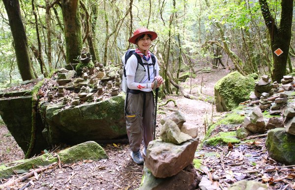 【高島縱走】走進六星級柳杉森林，一日高台山與島田三山3112908