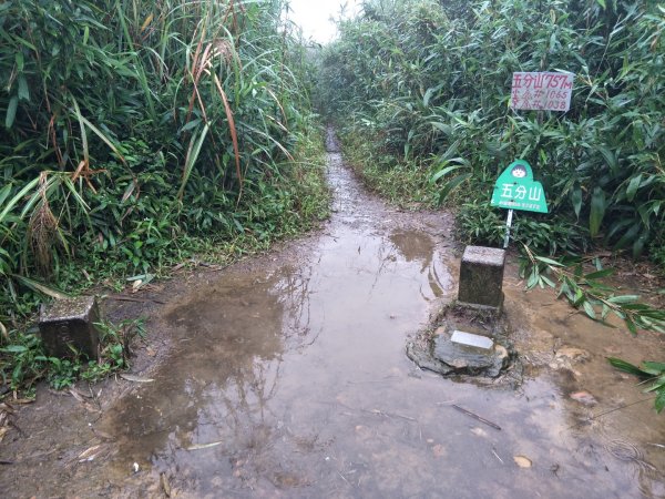 小百岳:五分山1519258