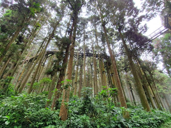 溪頭走出一片葉子1156501