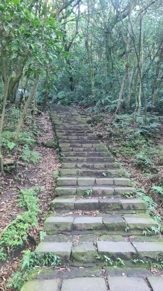 2026-0213 苗圃-凱達格蘭山-七星錐-七星山南峰-小油坑-竹子湖-水車寮步道-湖田猴崁步道-3005648