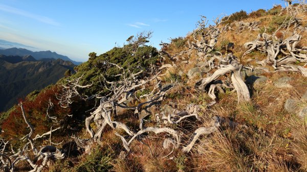 雪山主東峰登山健行趣(百岳02號＆74號)1882722