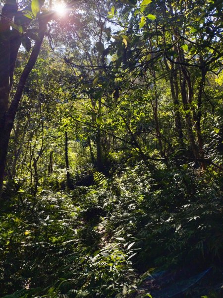 烏來大桶山腳下“秘徑”…桂山路走到底2415517