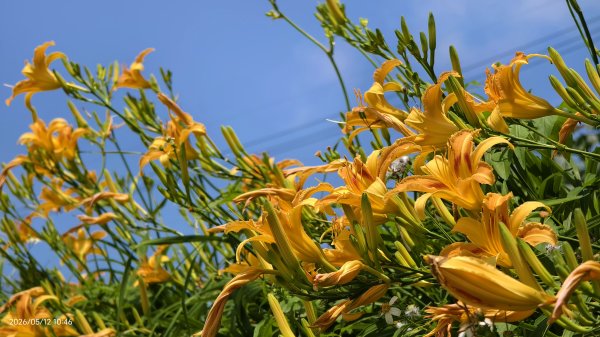 追花是簡單的快樂，賞花是恬淡的幸褔 #LO百合 #金針花 5/123053117