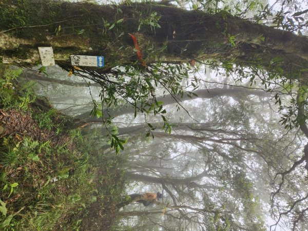 【中級山縱走】魯壁山，東穗山，大島田山，宇老觀景台2771645