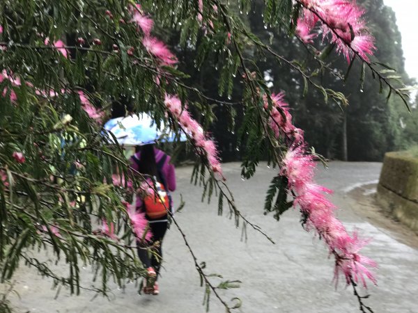 110年4月25日雲林  雲嶺之丘 五元二角 木馬古道1456578