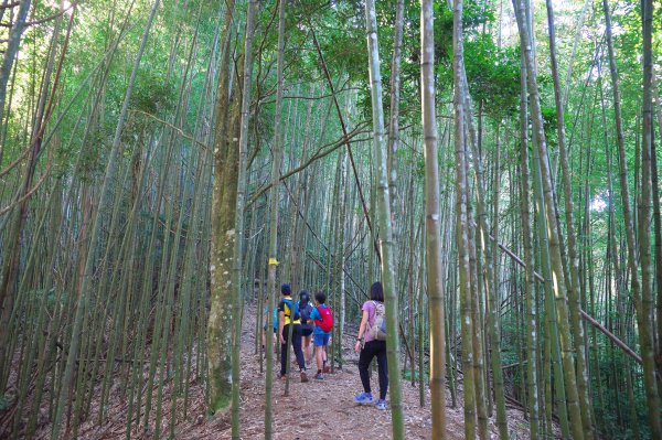 熱門山的冷門路，油羅山(二上四下)O型1866002