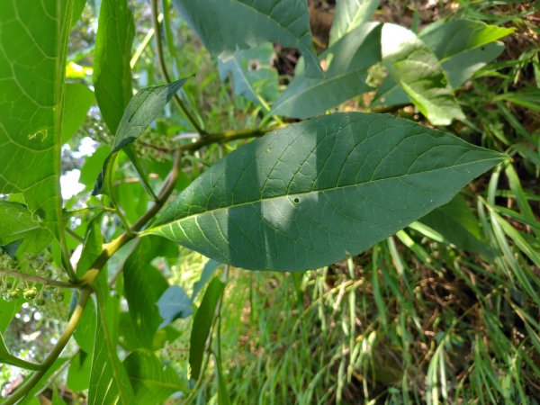 九芎頭步道-雲頂步道-二延平步道-二延平山-茶霧之道2773813