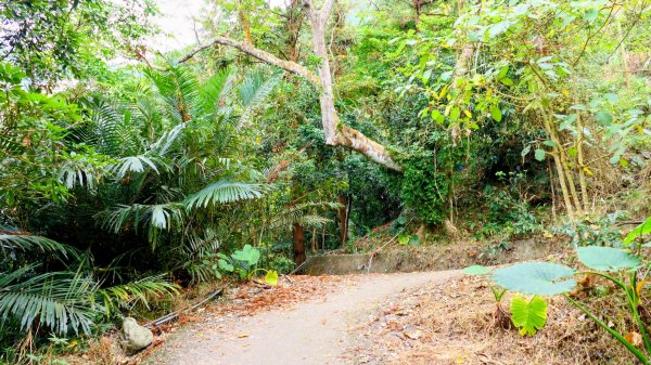 梅嶺竹子尖山2987422