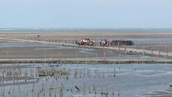 《彰化》海空夕照｜王功燈塔及芳苑海空步道健行賞冬候鳥202601102980274