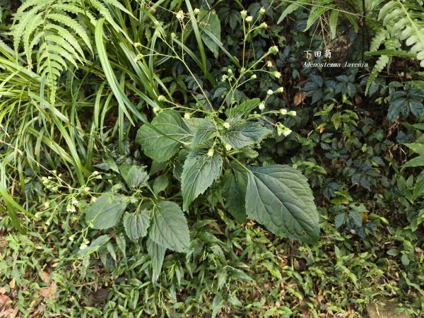 [百山百鳥尋旅-11/15] 2025_0927 大屯主峰-連峰步道_大屯山南峰2899336