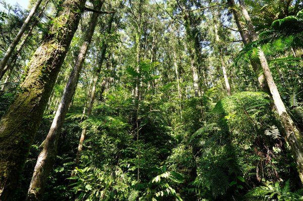 新北 烏來 大礁溪山2821588