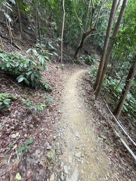 20251109棚集山步道2935241