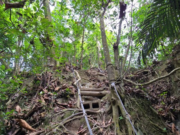 新化林場後山步道2776959